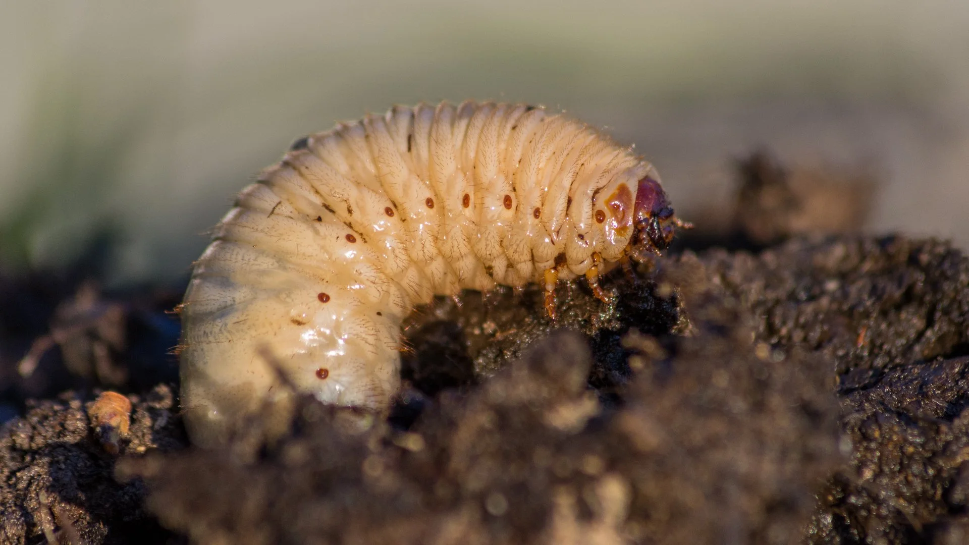 Is Your Lawn Infested With Grubs? Tell-Tale Signs to Look for