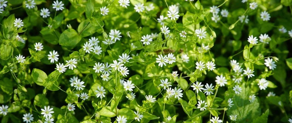 Chickweed in Cary, NC, with white flowers.