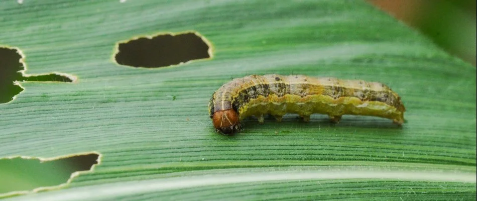 Armyworm on grass in Cary, NC.