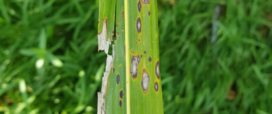 Gray leaf spot on a blade of grass in Cary, NC.