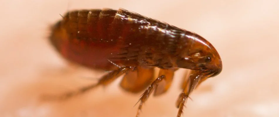 Closeup of a brown flea on skin in Cary, NC.