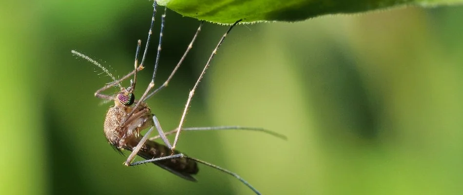 Mosquito hanging from a plant leaf in Garner, NC.