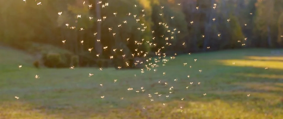 Mosquitoes swarming over a lawn in Cary, NC.