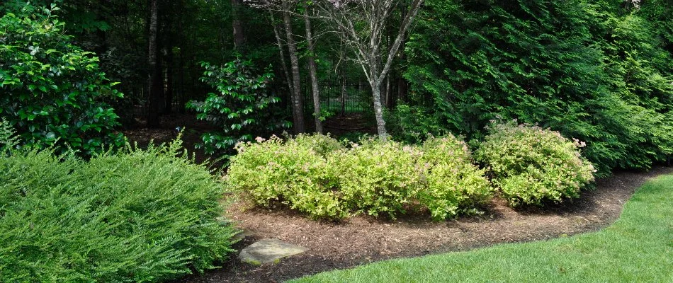 Shrubs and trees in a mulched landscape bed in Clayton, NC.